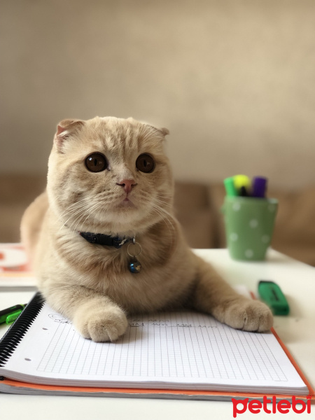 Scottish Fold, Kedi  Tarçın fotoğrafı