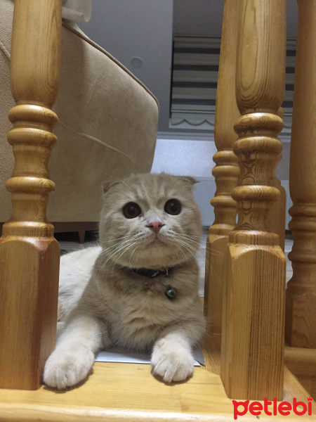 Scottish Fold, Kedi  Tarçın fotoğrafı