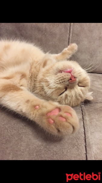 Scottish Fold, Kedi  Tarçın fotoğrafı