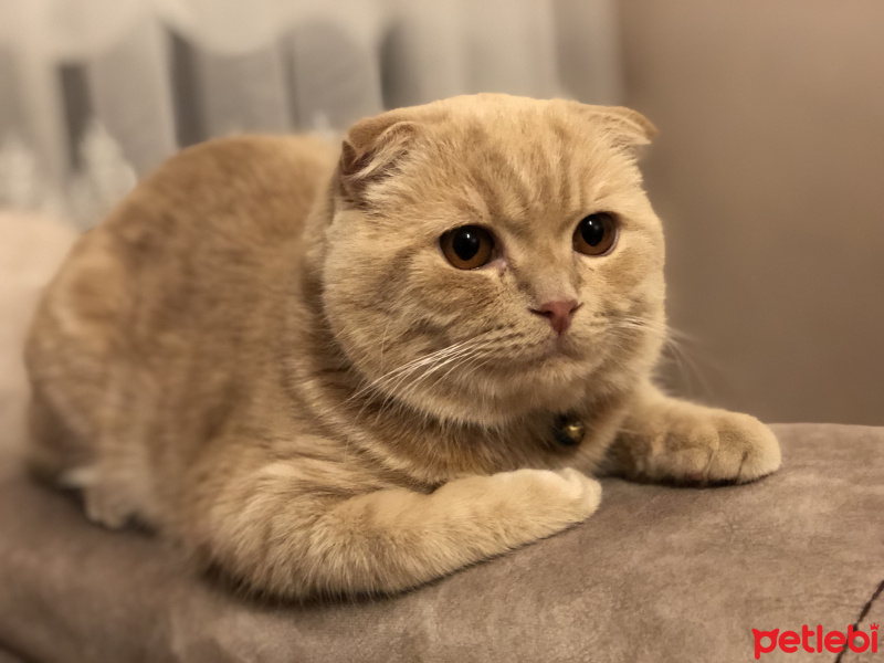 Scottish Fold, Kedi  Tarçın fotoğrafı