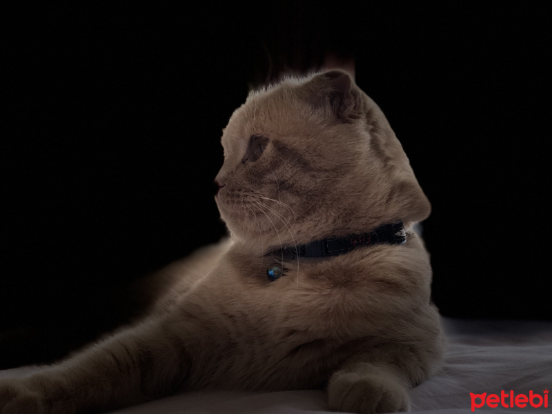 Scottish Fold, Kedi  Tarçın fotoğrafı
