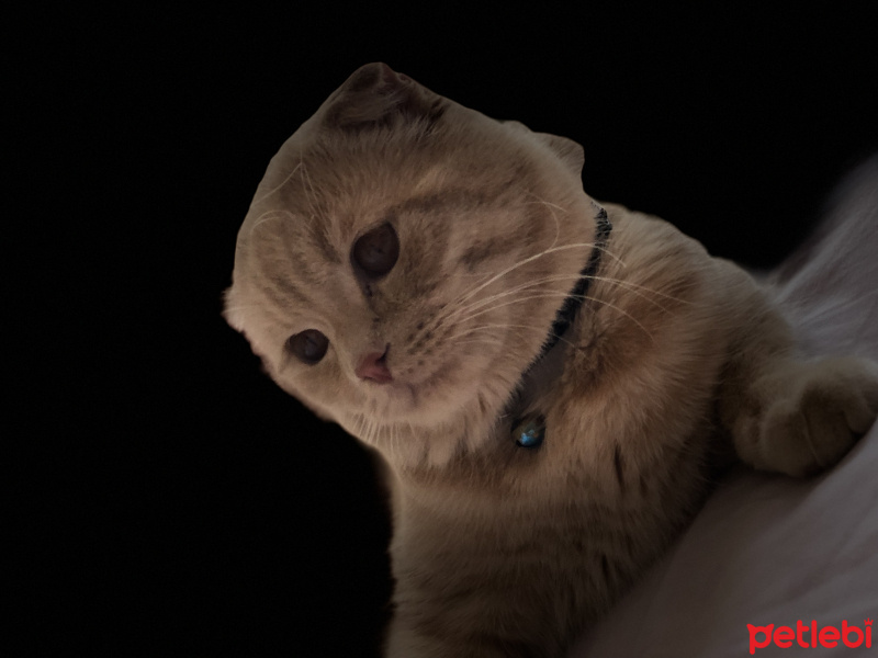 Scottish Fold, Kedi  Tarçın fotoğrafı