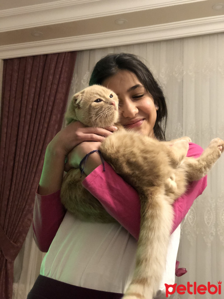Scottish Fold, Kedi  Tarçın fotoğrafı