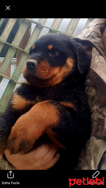 Rottweiler, Köpek  Pasa fotoğrafı