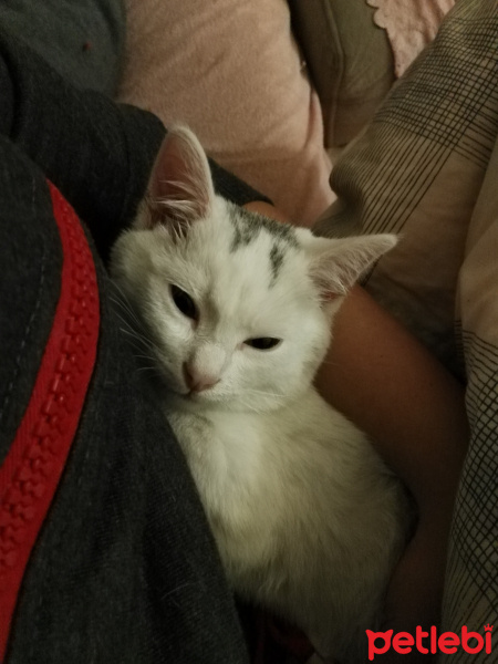 Tekir Kedi, Kedi  Moli❤ fotoğrafı