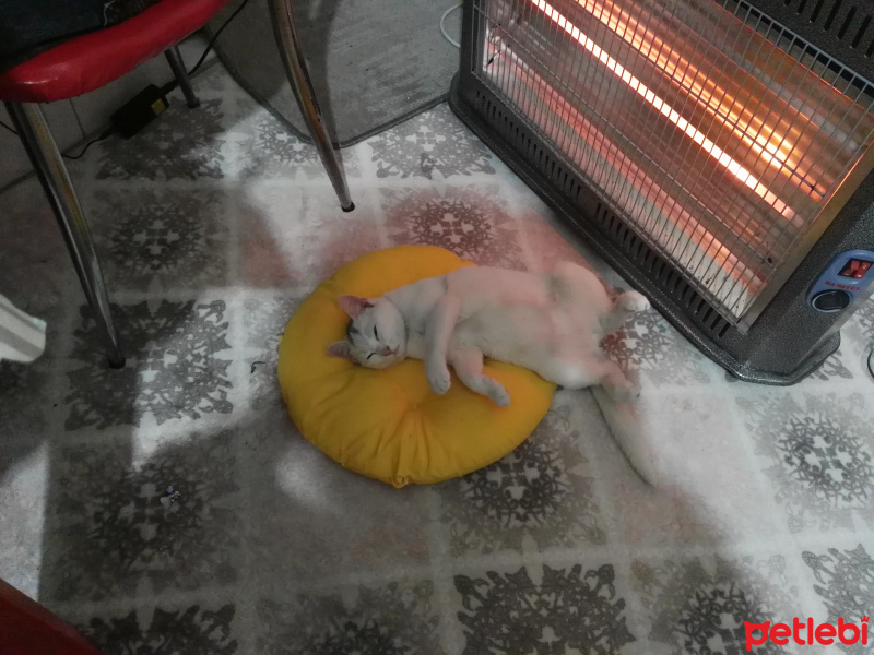Tekir Kedi, Kedi  Moli❤ fotoğrafı