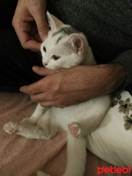 Tekir Kedi, Kedi  Moli❤ fotoğrafı