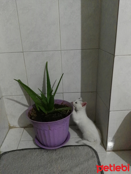 Tekir Kedi, Kedi  Moli❤ fotoğrafı