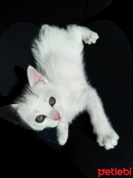 Tekir Kedi, Kedi  Moli❤ fotoğrafı
