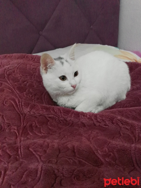 Tekir Kedi, Kedi  Moli❤ fotoğrafı