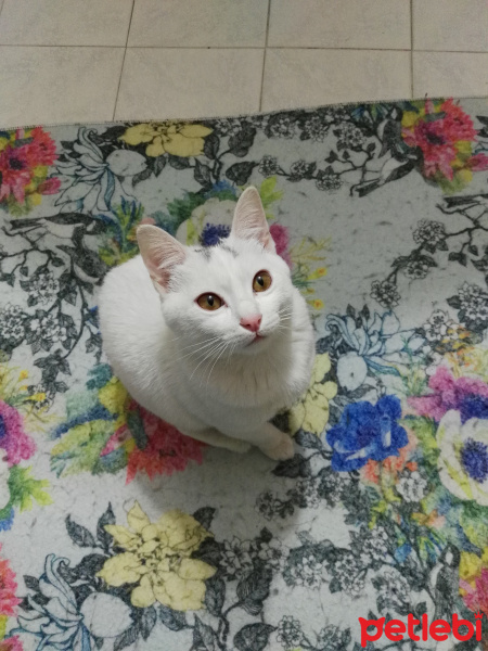 Tekir Kedi, Kedi  Moli❤ fotoğrafı