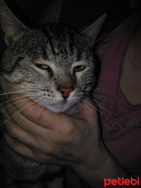Tekir Kedi, Kedi  Cilvenaz fotoğrafı