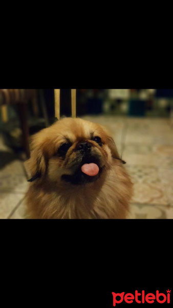 Pekingese, Köpek  Leo fotoğrafı