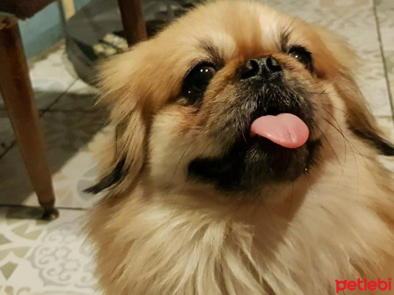 Pekingese, Köpek  Leo fotoğrafı