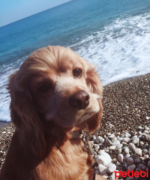 Amerikan Cocker Spaniel, Köpek  Mila fotoğrafı