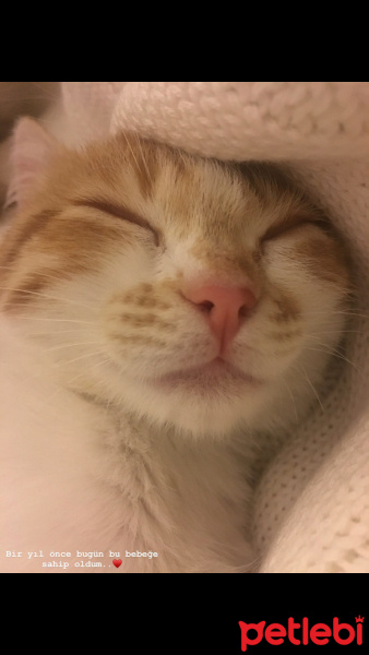Sarman, Kedi  Lokum fotoğrafı