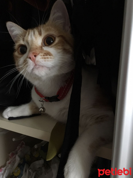 Sarman, Kedi  Lokum fotoğrafı