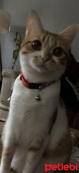 Sarman, Kedi  Lokum fotoğrafı