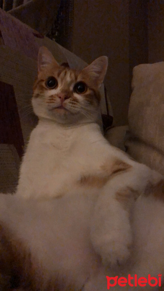 Sarman, Kedi  Lokum fotoğrafı