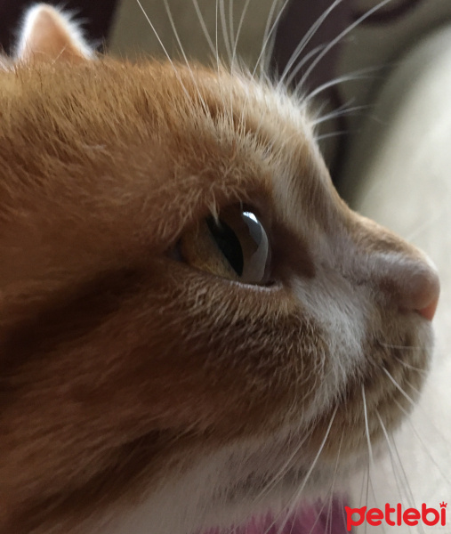 Sarman, Kedi  Lokum fotoğrafı