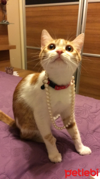 Sarman, Kedi  Lokum fotoğrafı