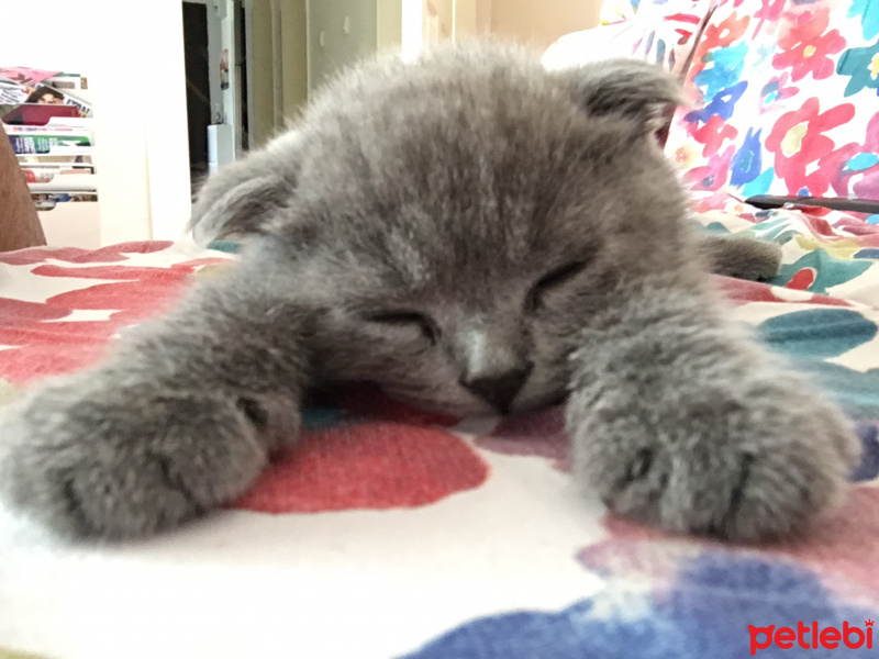 Scottish Fold, Kedi  Paris fotoğrafı