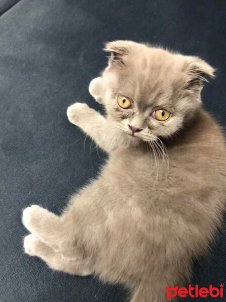 Scottish Fold, Kedi  DUMAN fotoğrafı