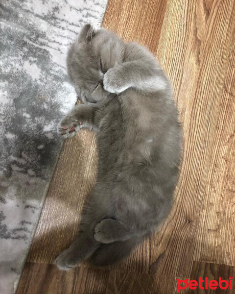 Scottish Fold, Kedi  DUMAN fotoğrafı