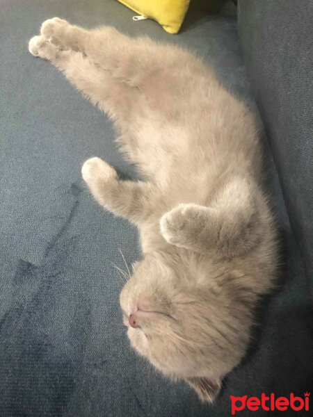 Scottish Fold, Kedi  DUMAN fotoğrafı