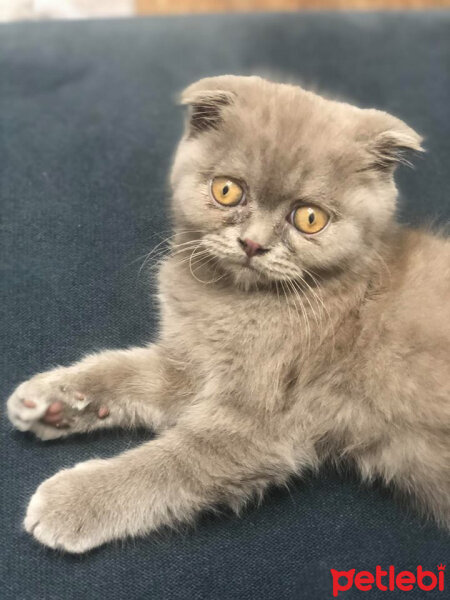 Scottish Fold, Kedi  DUMAN fotoğrafı