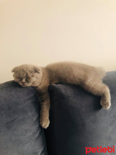 Scottish Fold, Kedi  DUMAN fotoğrafı