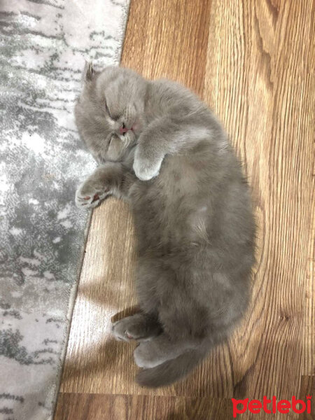 Scottish Fold, Kedi  DUMAN fotoğrafı