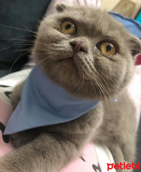 Scottish Fold, Kedi  DUMAN fotoğrafı