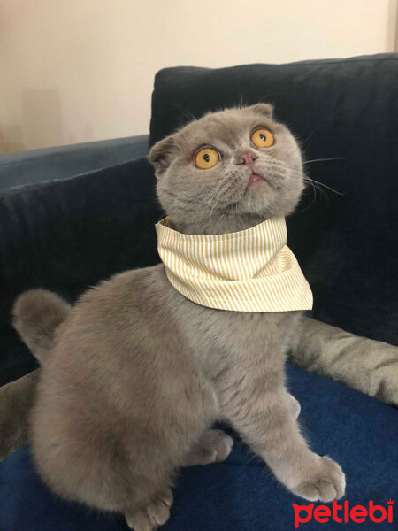 Scottish Fold, Kedi  DUMAN fotoğrafı