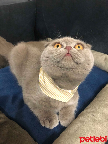 Scottish Fold, Kedi  DUMAN fotoğrafı