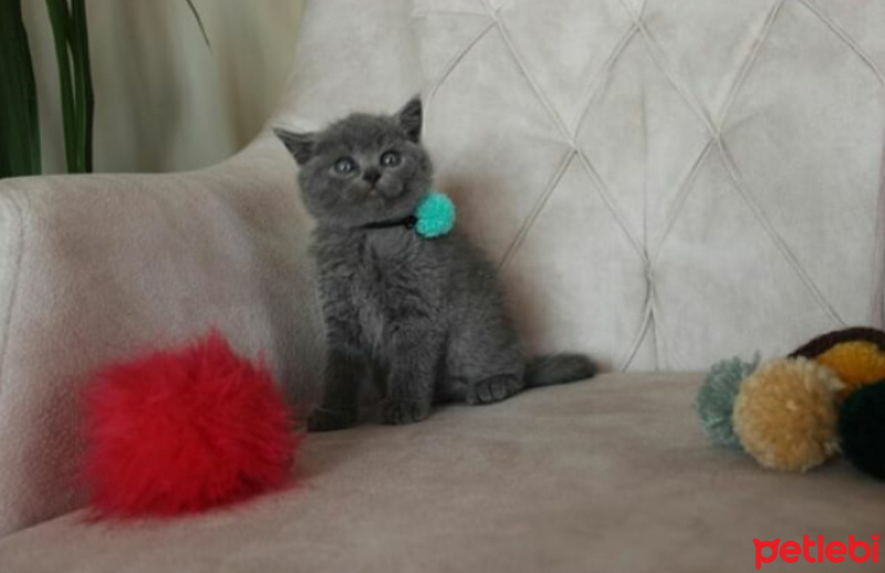 British Shorthair, Kedi  Duman fotoğrafı