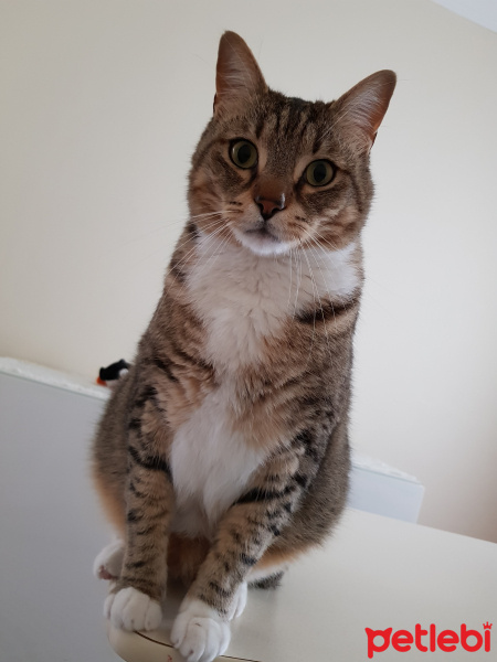 Tekir Kedi, Kedi  çakıl fotoğrafı