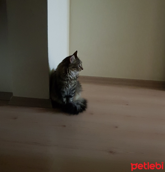 Tekir Kedi, Kedi  Diken fotoğrafı