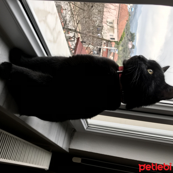 Bombay, Kedi  SHERLOCK fotoğrafı