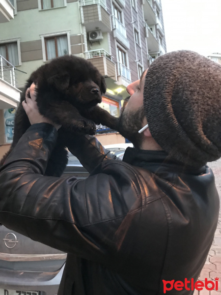 Chow Chow (çin Aslanı), Köpek  Lesi fotoğrafı