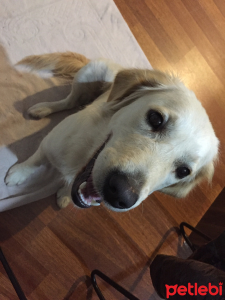 Golden Retriever, Köpek  Eva fotoğrafı