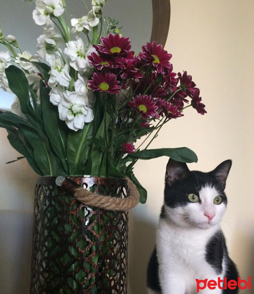 Tekir Kedi, Kedi  Coco fotoğrafı