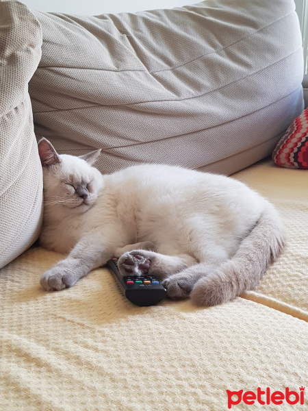 British Shorthair, Kedi  Herkül fotoğrafı