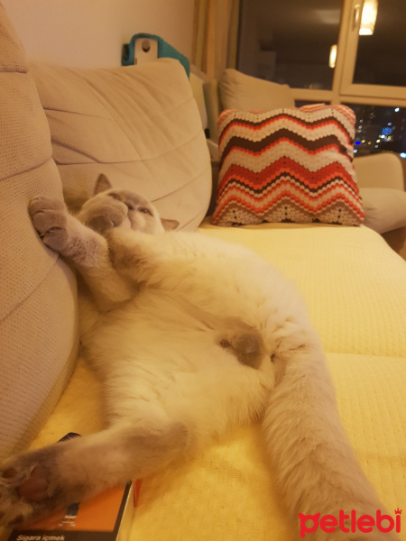 British Shorthair, Kedi  Herkül fotoğrafı