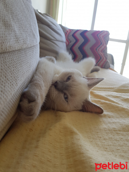 British Shorthair, Kedi  Herkül fotoğrafı