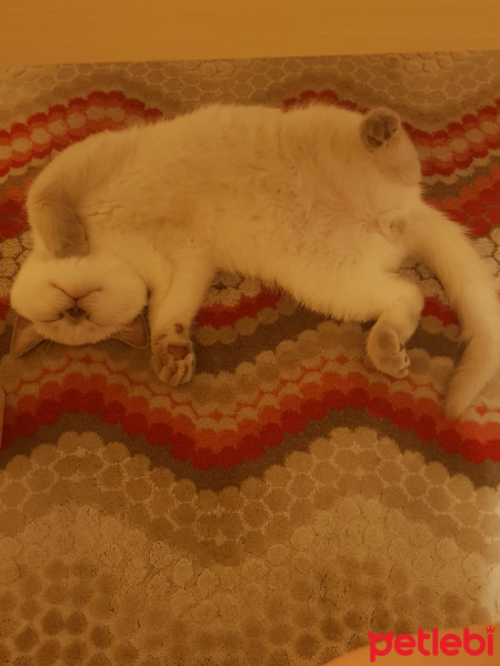 British Shorthair, Kedi  Herkül fotoğrafı