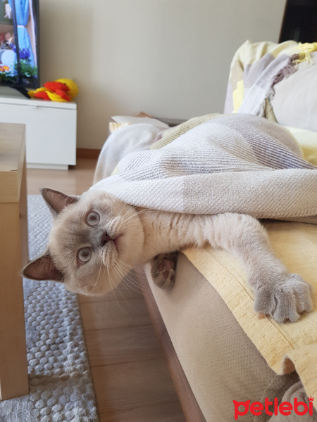 British Shorthair, Kedi  Herkül fotoğrafı