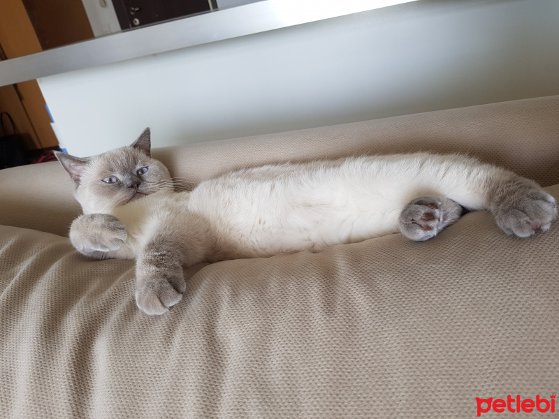 British Shorthair, Kedi  Herkül fotoğrafı
