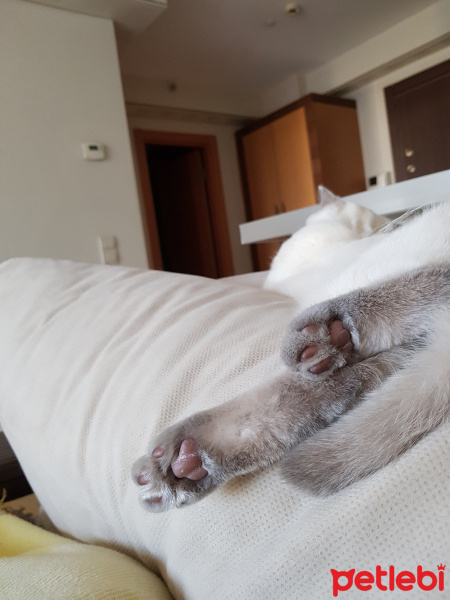 British Shorthair, Kedi  Herkül fotoğrafı