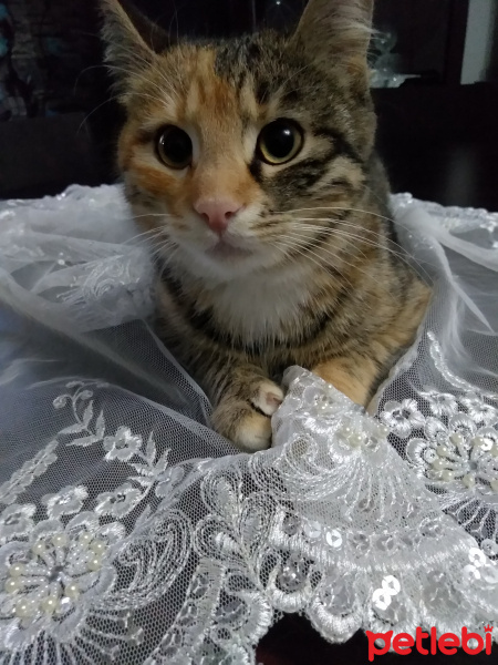 Tekir Kedi, Kedi  4.5 aylık Toprak Hanımefendi fotoğrafı